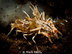 Tiger shrimp by Mark Reilly 